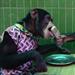 A chimpanzee eats fresh fruit at Rome's Bioparco zoo. The Goodall Institute estimates fewer than 150,000 chimpanzees are left across Africa.